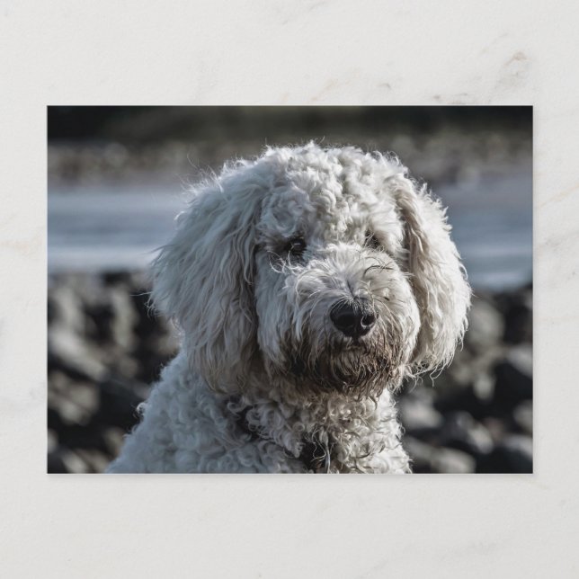 goldendoodle postkarte (Vorderseite)