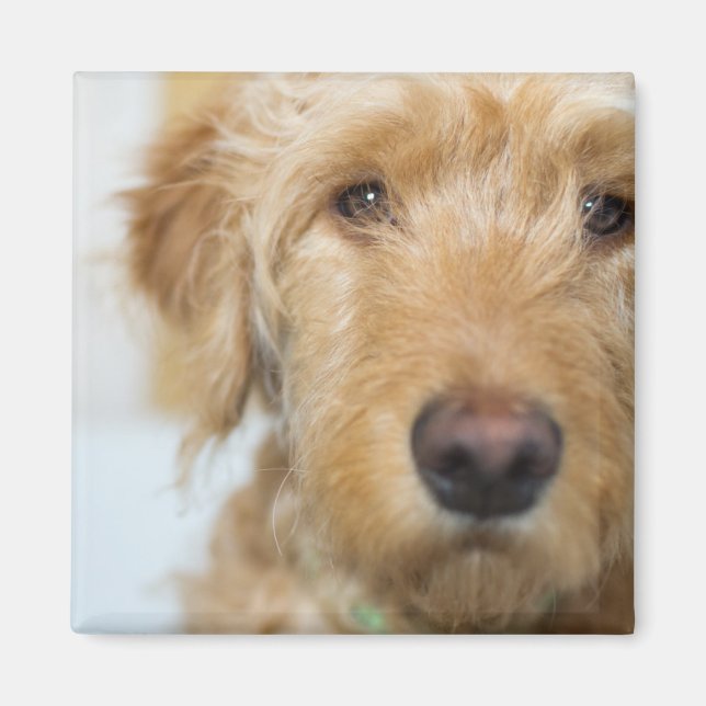 Goldendoodle Puppy Closeup Magnet (Vorne)
