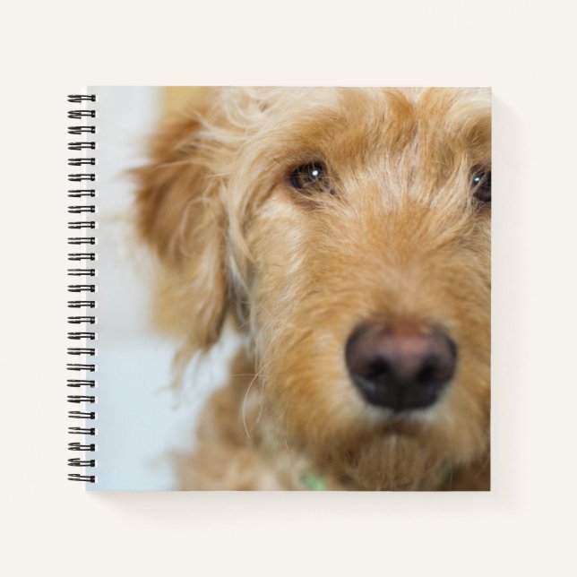 Goldendoodle Puppy Closeup Notizbuch (Vorderseite)