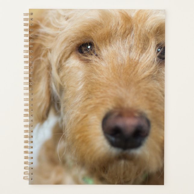Goldendoodle Puppy Closeup Planer (Vorderseite)