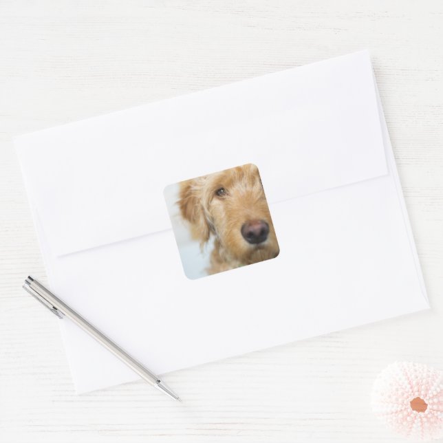 Goldendoodle Puppy Closeup Quadratischer Aufkleber (Umschlag)