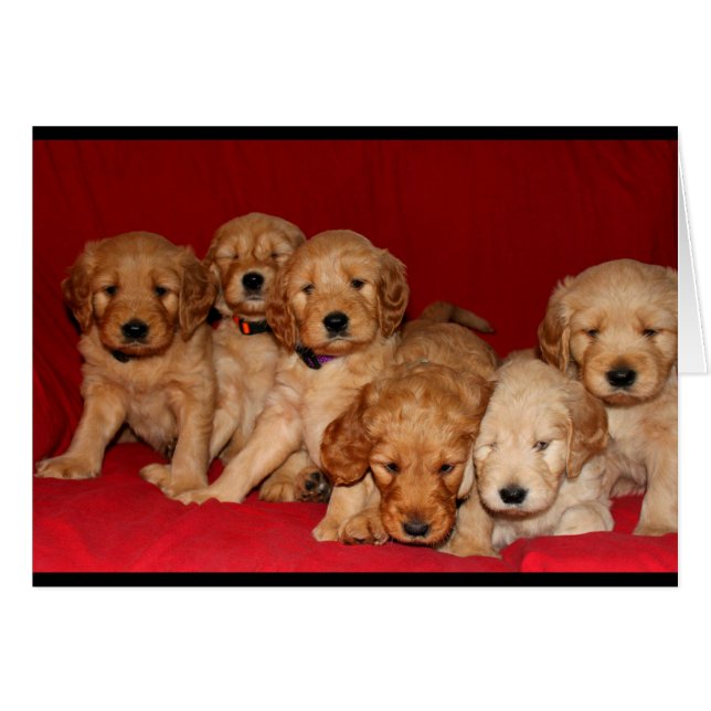 Goldendoodle Puppy-Jedem Anlass-Karte (Vorderseite (Horizontal))