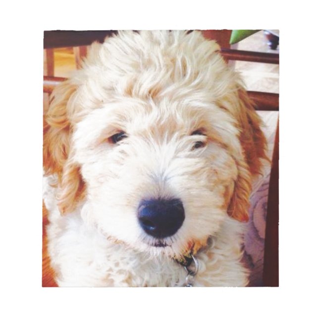 Goldendoodle Puppy Notizblock (Vorderseite)