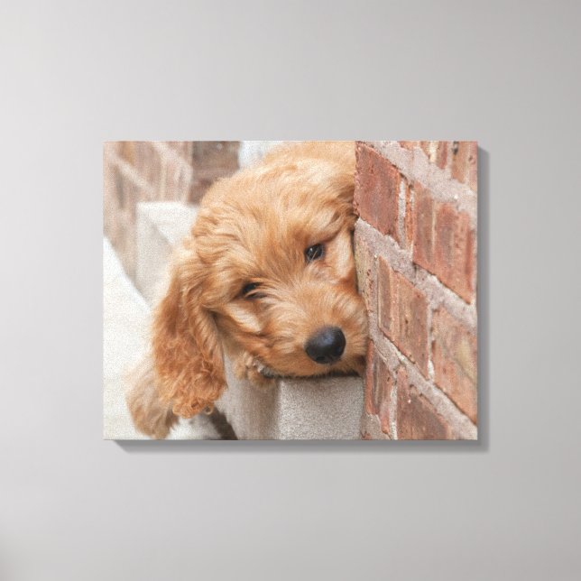 Goldendoodle Puppy Peeking Leinwanddruck (Vorderseite)