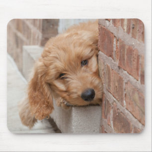 Goldendoodle Puppy Peeking Mousepad
