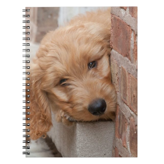 Goldendoodle Puppy Peeking Notizblock (Vorderseite)
