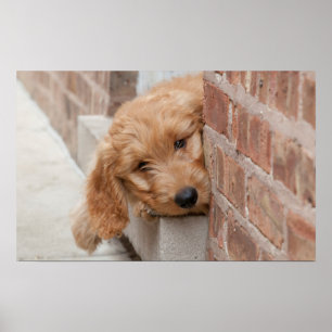 Goldendoodle Puppy Peeking Poster