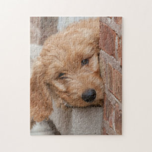 Goldendoodle Puppy Peeking Puzzle