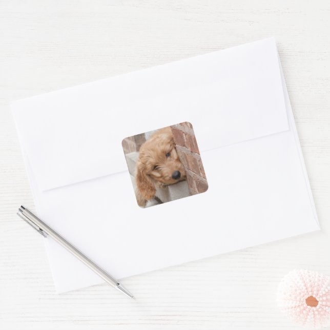 Goldendoodle Puppy Peeking Quadratischer Aufkleber (Umschlag)