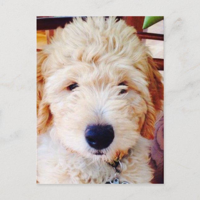 Goldendoodle Puppy Postkarte (Vorderseite)