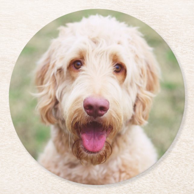 Goldendoodle Runder Pappuntersetzer (Vorderseite)