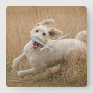 Goldendoodle Runs Through Grass Quadratische Wanduhr