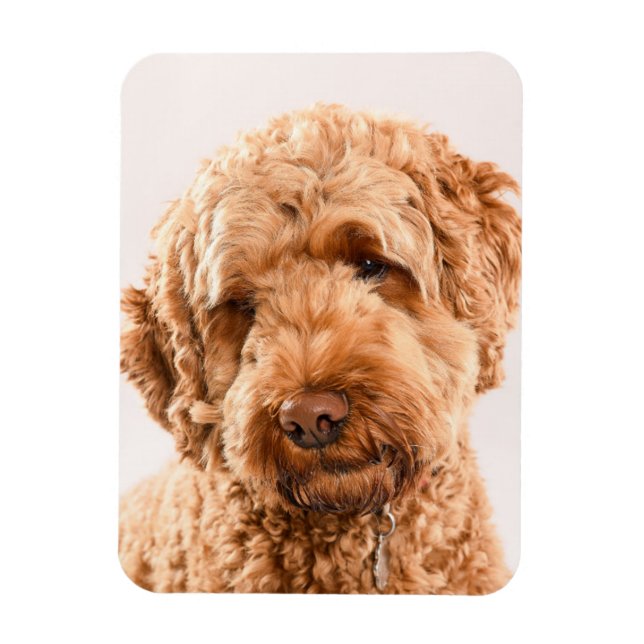 Goldendoodle Studio Magnet (Vertikal)