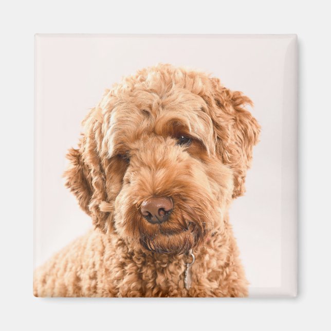 Goldendoodle Studio Magnet (Vorne)