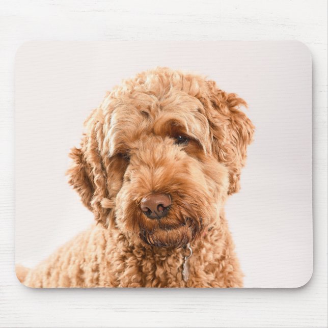 Goldendoodle Studio Mousepad (Vorne)
