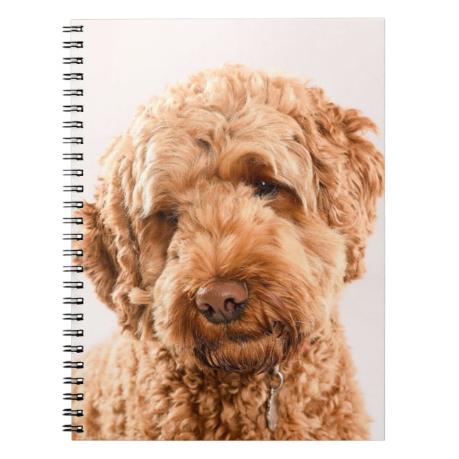 Goldendoodle Studio Notizblock (Vorderseite)