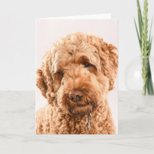 Goldendoodle Studio Portrait Karte