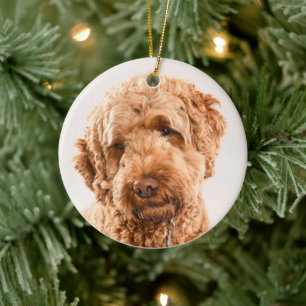 Goldendoodle Studio Portrait Keramik Ornament
