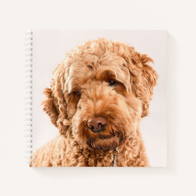 Goldendoodle Studio Portrait Notizbuch (Vorderseite)