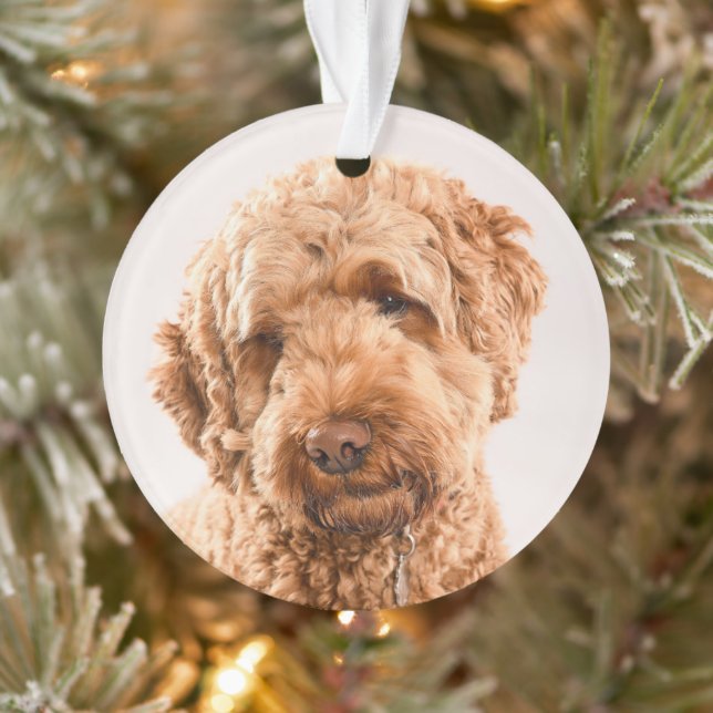 Goldendoodle Studio Portrait Ornament (Baum)