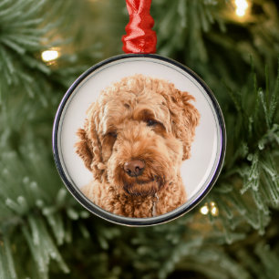 Goldendoodle Studio Portrait Ornament Aus Metall