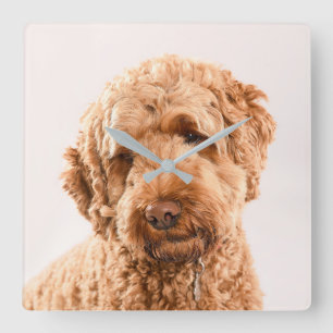 Goldendoodle Studio Portrait Quadratische Wanduhr