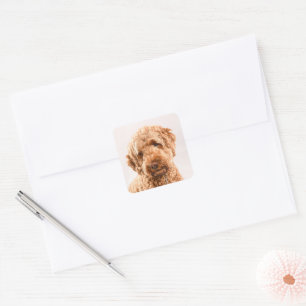 Goldendoodle Studio Portrait Quadratischer Aufkleber
