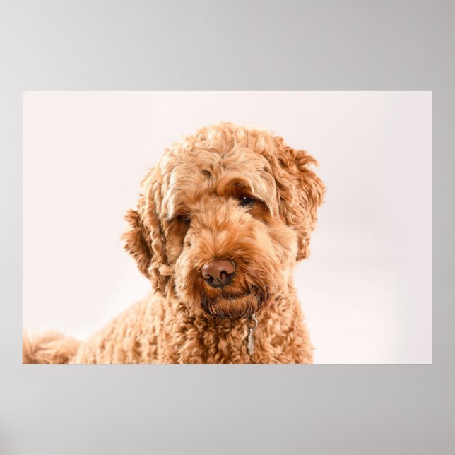 Goldendoodle Studio Poster (Vorne)