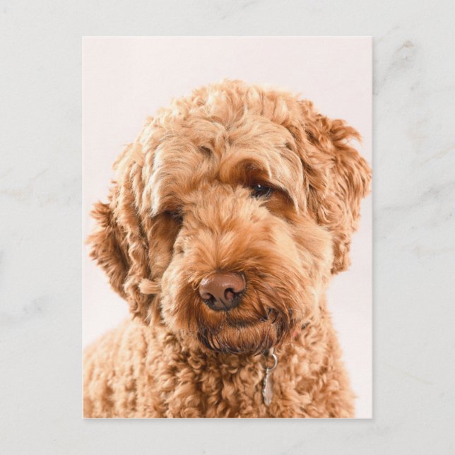 Goldendoodle Studio Postkarte (Vorderseite)