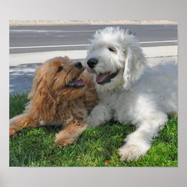 Goldendoodle- und Labradoodfreunde Poster (Vorne)