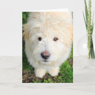 Goldendoodle Welpe Blick auf Kamera Karte