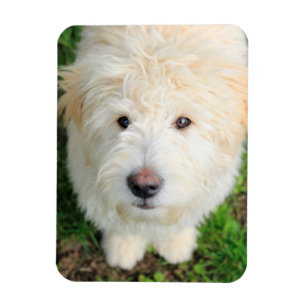 Goldendoodle Welpe Blick auf Kamera Magnet