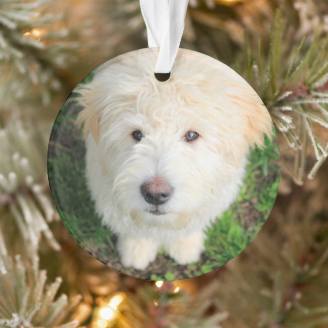 Goldendoodle Welpe Blick auf Kamera Ornament (Baum)
