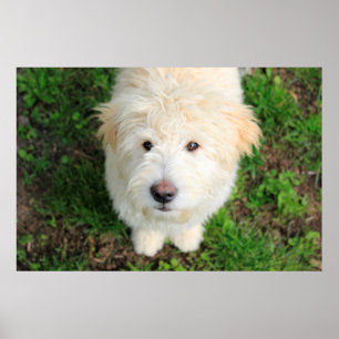 Goldendoodle Welpe Blick auf Kamera Poster