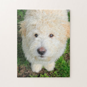Goldendoodle Welpe Blick auf Kamera Puzzle