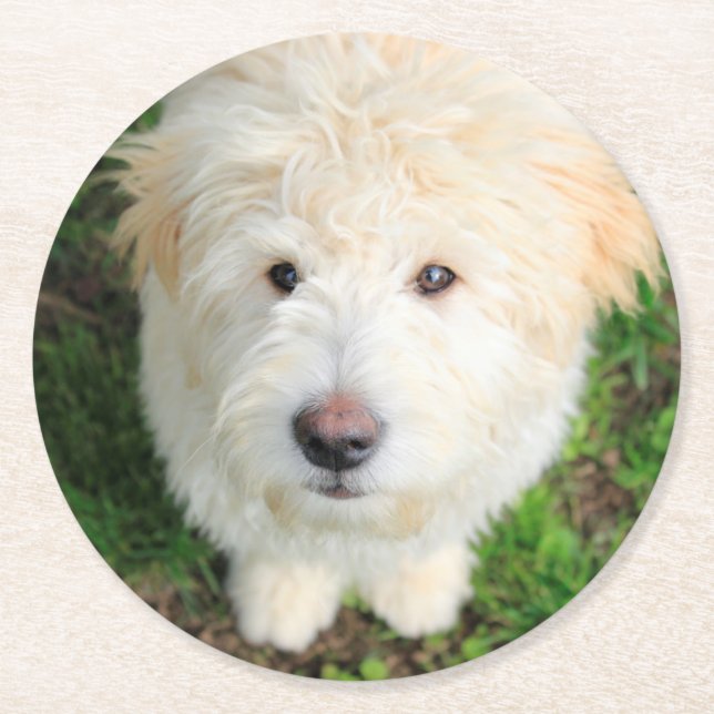 Goldendoodle Welpe Blick auf Kamera Runder Pappuntersetzer (Vorderseite)