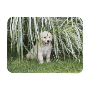 Goldendoodle Welpe, der unter hohen Gräsern sitzt Magnet
