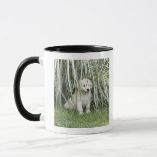 Goldendoodle Welpe, der unter hohen Gräsern sitzt Tasse