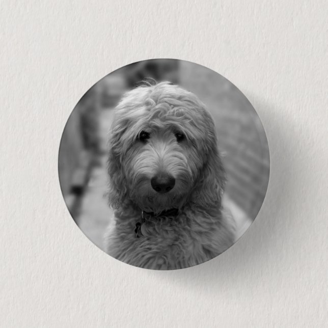 Goldendoodle-Welpe im Garten Button (Vorderseite)