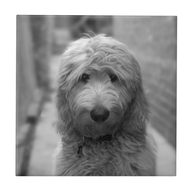 Goldendoodle-Welpe im Garten Fliese (Vorderseite)