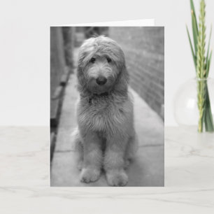 Goldendoodle-Welpe im Garten Karte