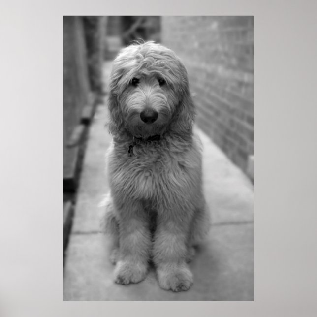 Goldendoodle-Welpe im Garten Poster (Vorne)