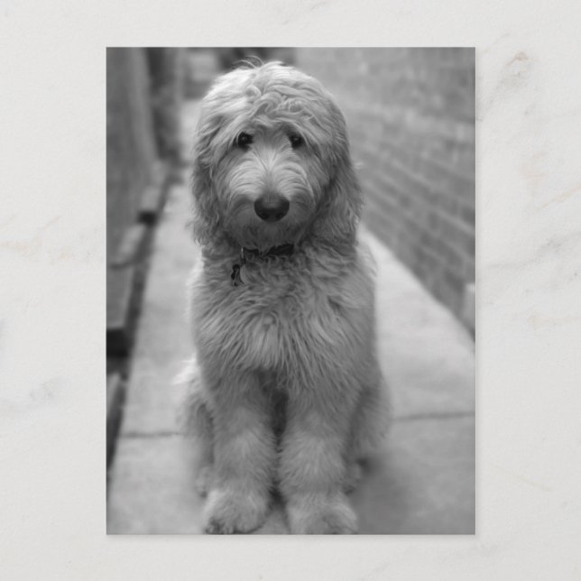 Goldendoodle-Welpe im Garten Postkarte (Vorderseite)