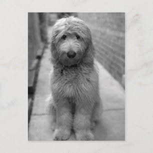 Goldendoodle-Welpe im Garten Postkarte