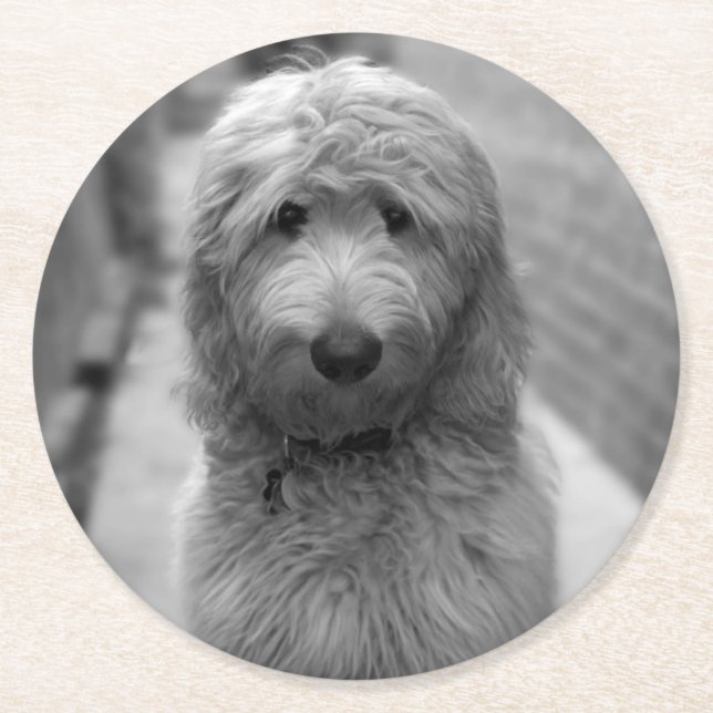 Goldendoodle-Welpe im Garten Runder Pappuntersetzer (Vorderseite)