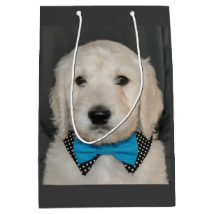 Goldendoodle Welpe in der Mittlere Geschenktüte