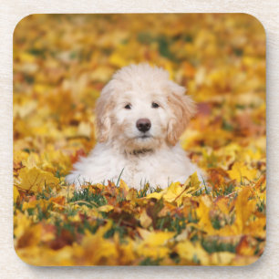 Goldendoodle Welpe in Herbstlauben Getränkeuntersetzer