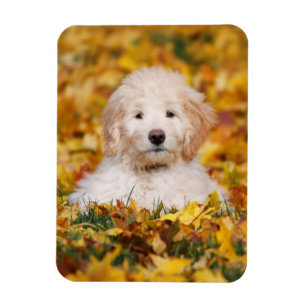 Goldendoodle Welpe in Herbstlauben Magnet