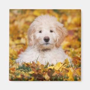 Goldendoodle Welpe in Herbstlauben Magnet