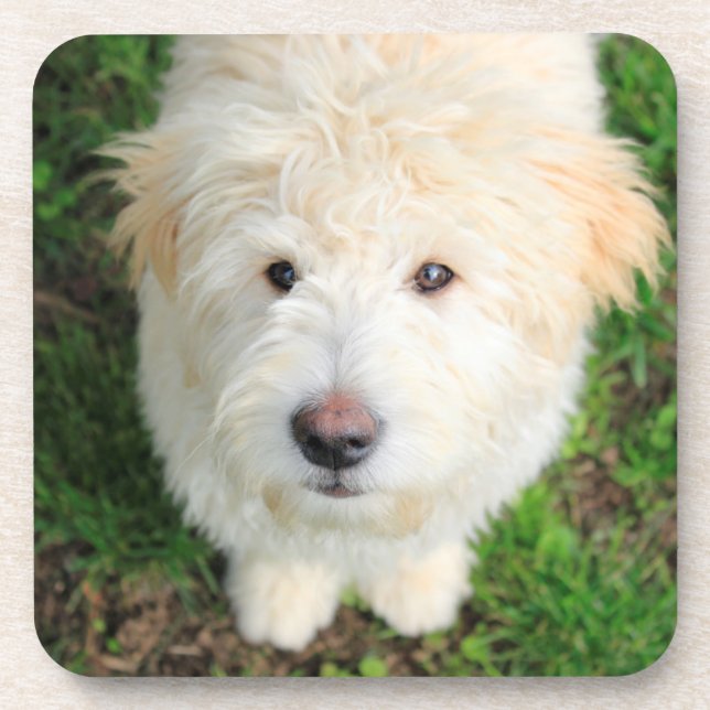 Goldendoodle-Welpe mit Kamera Getränkeuntersetzer (Vorderseite)